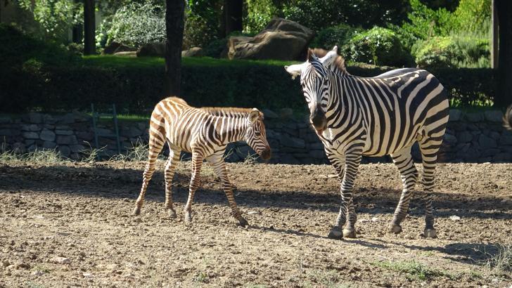 Doğduğu tesadüfen öğrenilen zebra yavrusu 'Jason', ilgi odağı oldu