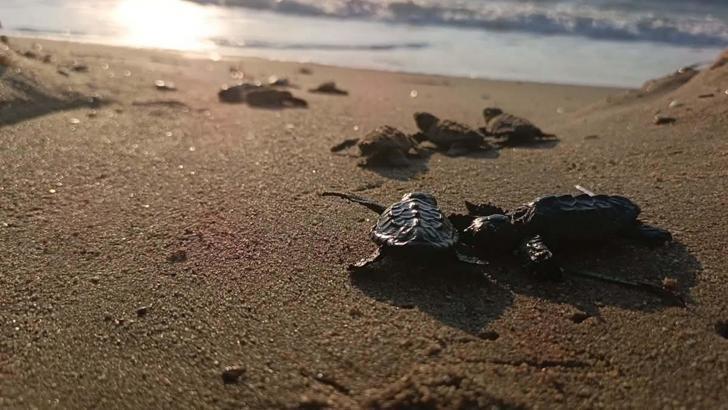 Kuşadası’nda yuvada sıkışan 22 caretta caretta yavrusu denizle buluşturuldu