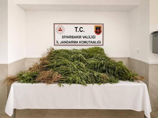 Diyarbakır’da son bir haftada 144 bin kök kenevir ele geçirildi