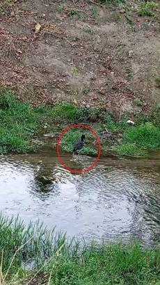 Nadir görülen karaleylek, dere kenarında görüntülendi