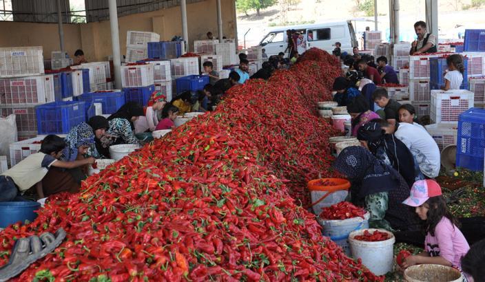 Gaziantep’te tarım işçilerinin 'acı' mesaisi