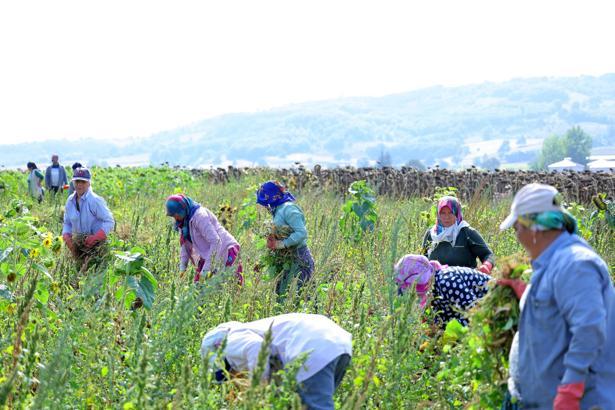 Üretici hasada satın alma garantisiyle başladı