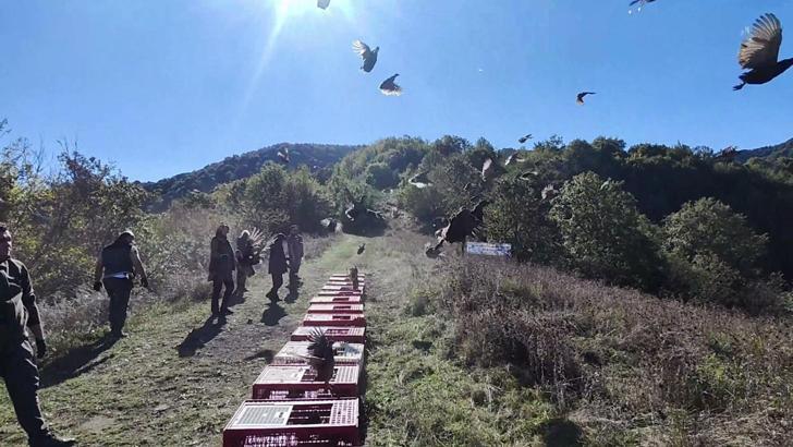 Zonguldak’ta jandarma ve DKMP ekipleri onlarca sülün saldı