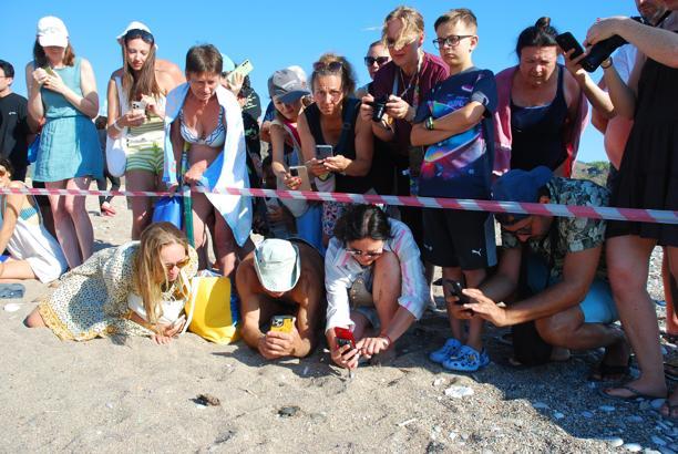 Çıralı'da son yuva açıldı; bu yıl 3 bin 458 yavru caretta caretta denizle buluştu