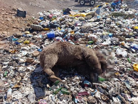 Bingöl’de 3 bozayı ölü bulundu