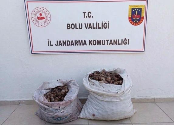 İzin belgesiz 60 kilo salyangoz ele geçirildi