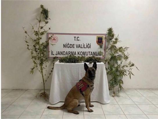 Jandarmanın baskın yaptığı evde uyuşturucu ele geçirildi