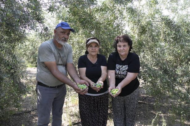 Zeytin desteği çiftçinin yüzünü güldürüyor