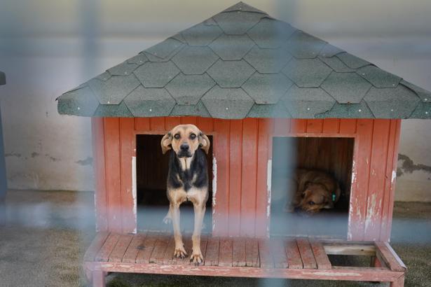 Yangında kurtarılan köpekler yuva bekliyor