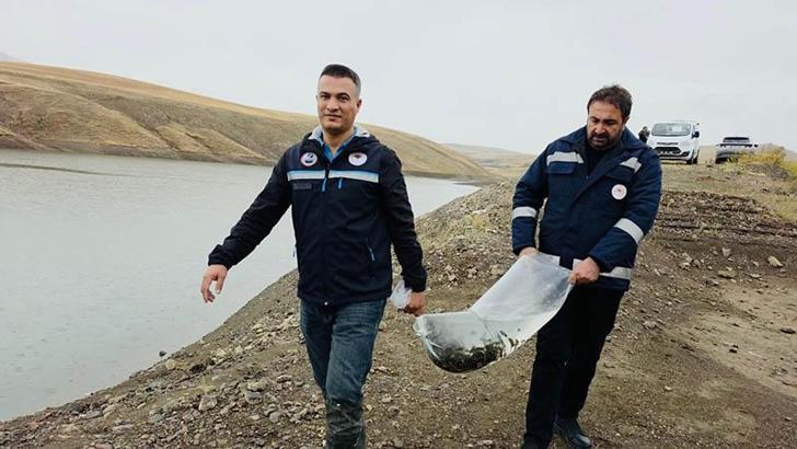 Van'da göletlere 700 bin sazan yavrusu bırakıldı
