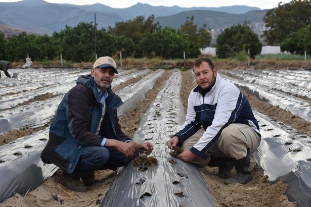 Baba-oğul, ata toprağında organik tarım yapıyor