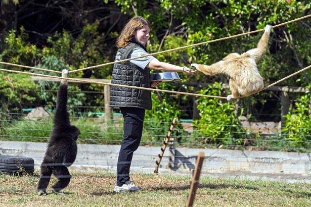 Dört primatın İzmir'deki yeni hayatına eski bakıcıları da eşlik ediyor