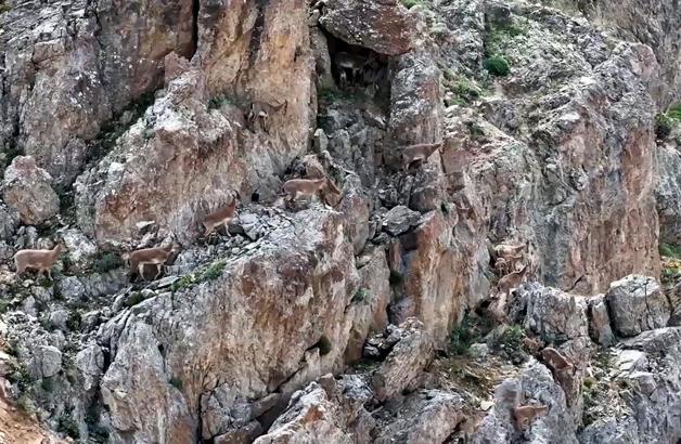 Yaban keçileri Keşiş Dağları'nda sürü halinde görüntülendi