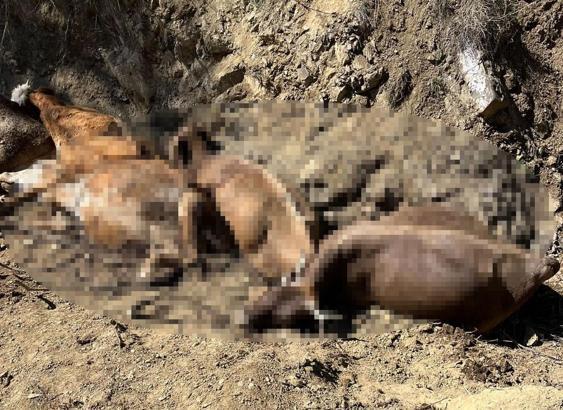 Sivas'ta 16 büyükbaş, 2 metre yükseklikten düşerek öldü