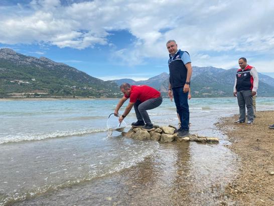 Kozan'da yavru sazanlar su kaynaklarıyla buluşturuldu