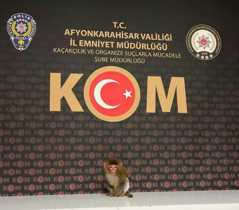 Beslenmesi yasak maymun korumaya alındı