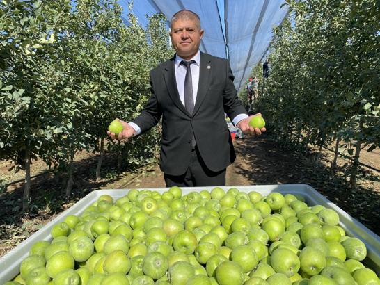 Isparta'da elma hasadı başladı; rekolte beklentisi 1 milyon 250 bin ton