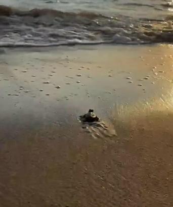 İztuzu Plajı'nda caretta caretta sezonu sona erdi: 30 bin yavru denizle buluştu
