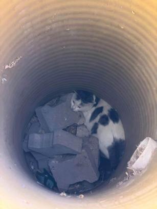 Yağmur suyu borusunda mahsur kalan kedi kurtarıldı