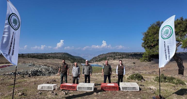 Gaziantep’te kınalı keklikler doğaya salındı