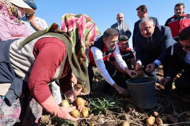 Yerli ve milli patateste 1 milyon 178 bin ton rekolte bekleniyor