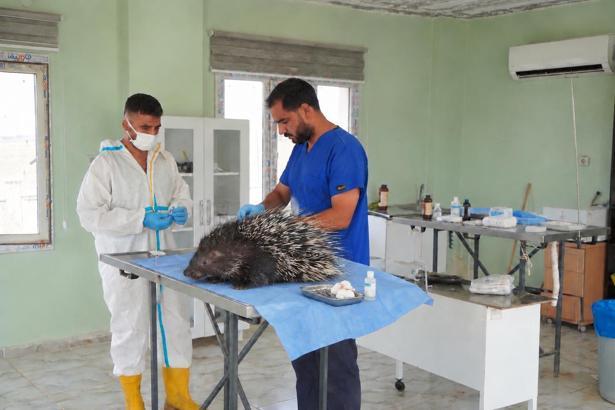 Doğada yaralı halde bulunan oklu kirpi tedavi edildi