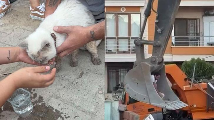 Maltepe’de enkaz altında kalan kedi saatler sonra canlı çıkarıldı
