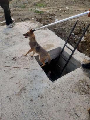 Kuyuya düşen yavru tilki kurtarıldı