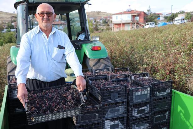 Tomarza’da aronya hasadı başladı; 40 ton  rekolte beklentisi