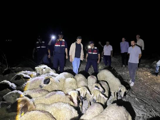 Kaybolan koyun sürüsünü jandarma buldu