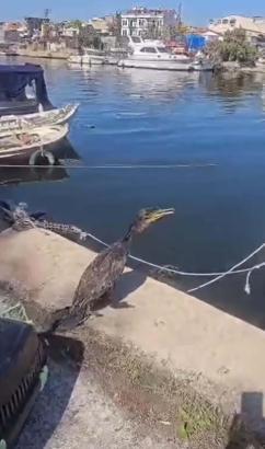Çanakkale'de kanadına misina dolanan karabatak tedavi edildi