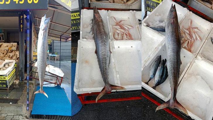 Mersin'de balıkçılar 12 kiloluk ceylan balığı yakaladı