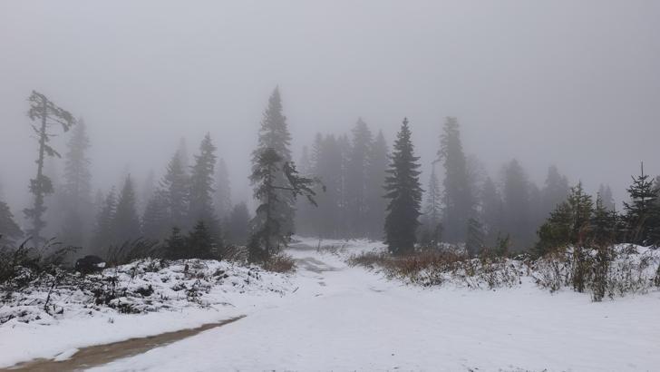 Mantar toplamak için ormana gidenlere kar sürprizi