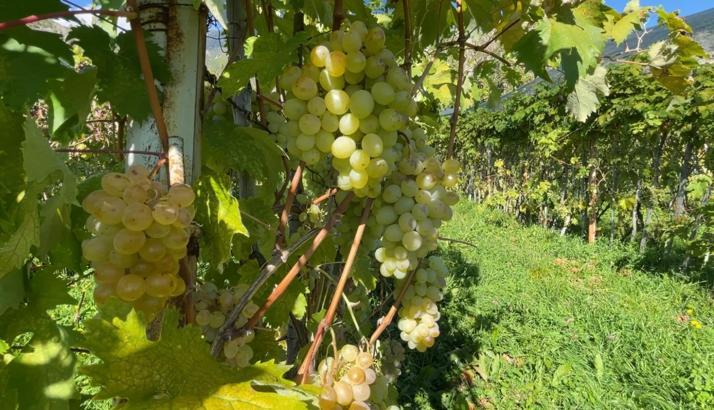 Aromasıyla meşhur 'Peterek' üzümünde hasat zamanı
