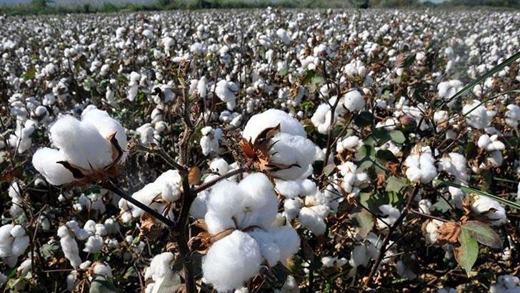 Ege Bölgesi’nde 93 bin 755 ton mahlıç pamuk beklentisi