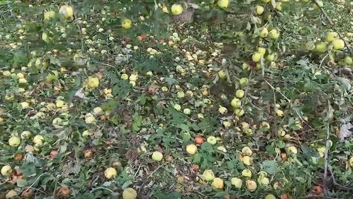 Iğdır'da dolu yağışı nedeniyle tarım arazileri zarar gördü