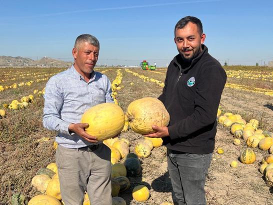 Nevşehir'de tescilli çerezlik çekirdek elde edilen kabakta hasat zamanı