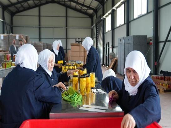 Tarlada kalan meyve ve sebzeler, kadınların elinde yeni nesil turşuya dönüşüyor