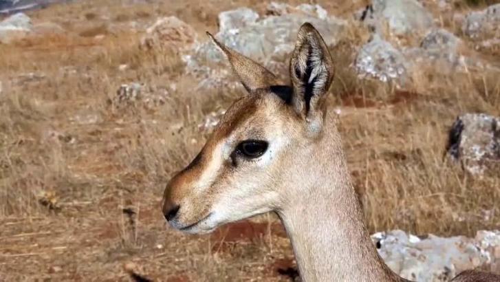 Dağ ceylanlarının yaşam merkezinde izinsiz toprağı süren kişiye para cezası