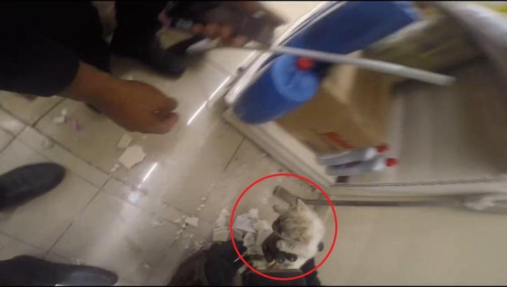 Diyarbakır’da demir profilin içine sıkışan kedi kurtarıldı