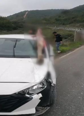 Arnavutköy’de otomobilin çarptığı at öldü: 3 kişi yaralandı