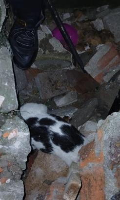 Yıkılan binanın enkazında sıkışmış halde bulunan kedi kurtarıldı