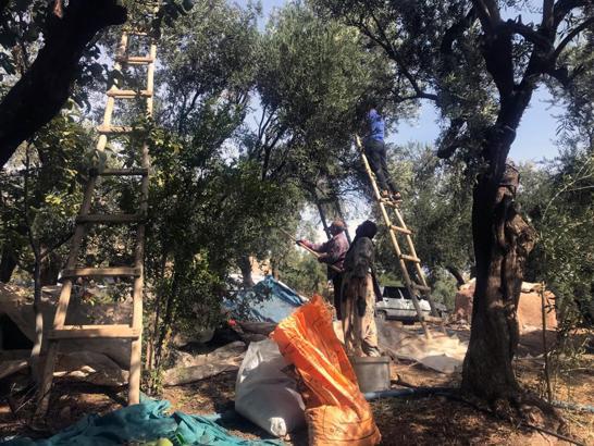 Mardin’in tescilli Derik zeytininde hasat başladı
