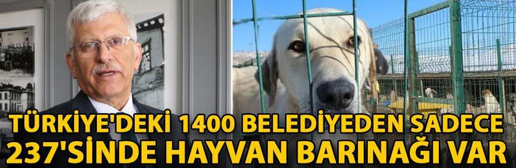 Türkiye'deki 1400 belediyeden sadece 237'sinde hayvan barınağı var