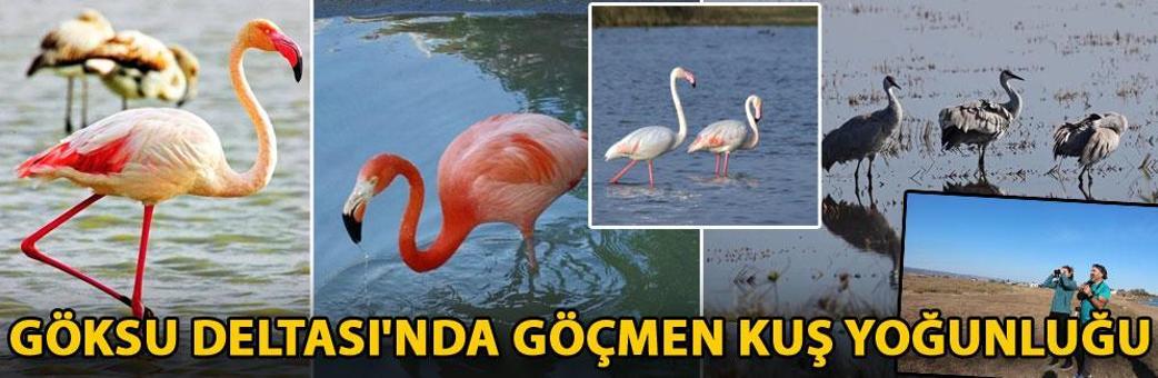 Göksu Deltası'nda göçmen kuş yoğunluğu