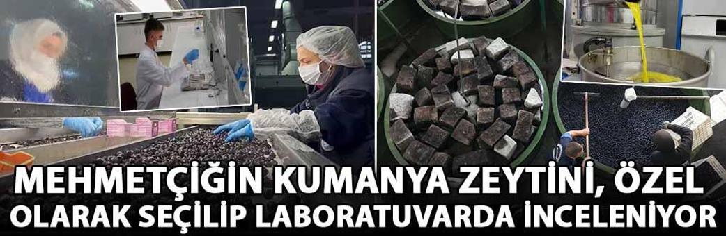 Mehmetçiğin kumanya zeytini, özel olarak seçilip laboratuvarda inceleniyor