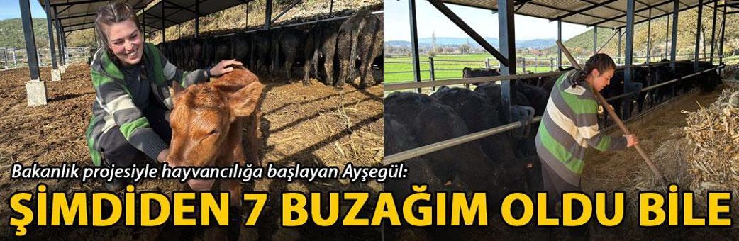 Bakanlık projesiyle hayvancılığa başlayan Ayşegül: Şimdiden 7 buzağım oldu bile