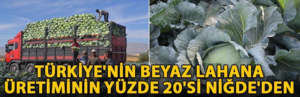 Türkiye'nin beyaz lahana üretiminin yüzde 20'si Niğde'den