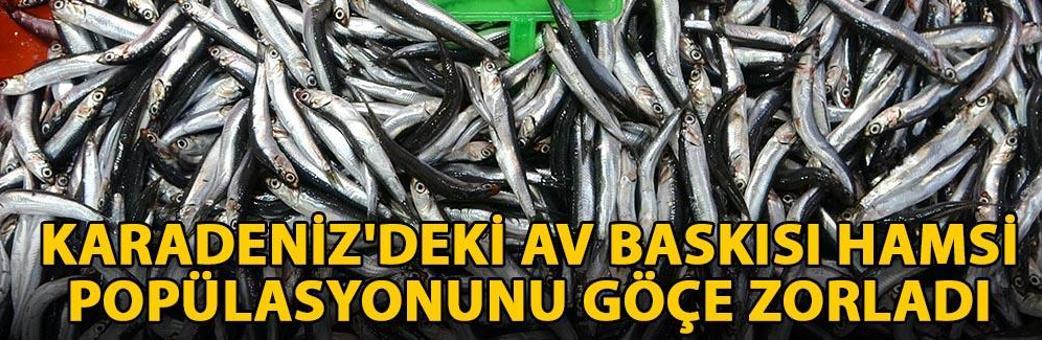 Karadeniz'deki av baskısı hamsi popülasyonunu göçe zorladı