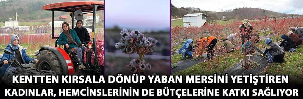 Kentten kırsala dönüp yaban mersini yetiştiren kadınlar, hemcinslerinin de bütçelerine katkı sağlıyor